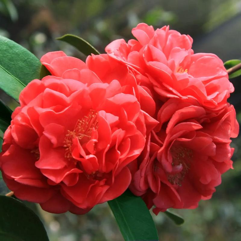 什么茶花品种生长最旺盛？-图2