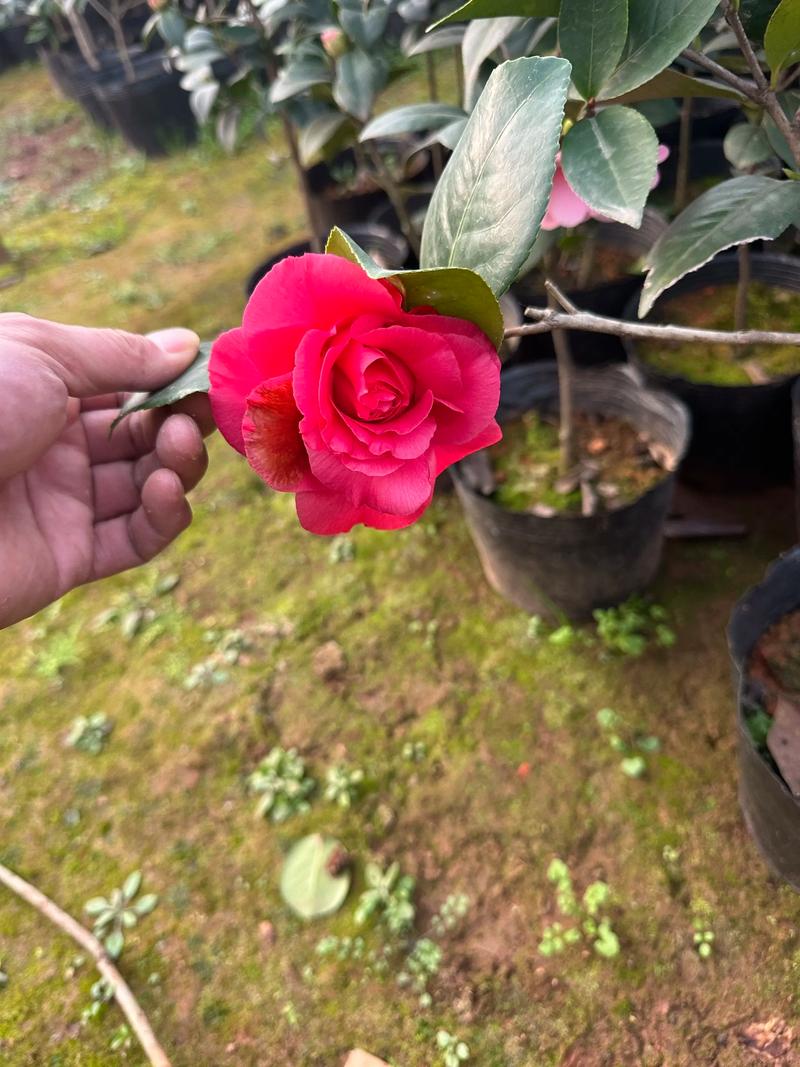 什么茶花品种生长最旺盛？-图3