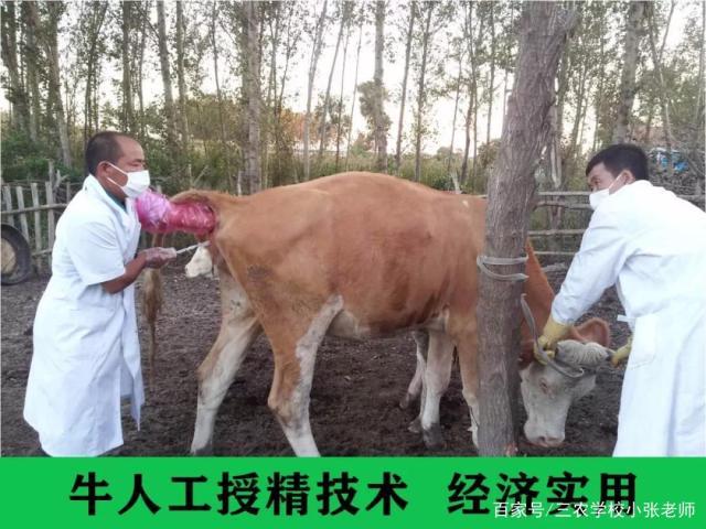 哪里能学牛人工授精技术？-图2