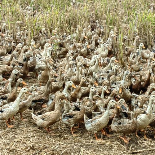 北方适合养哪些蛋鸭品种？-图1