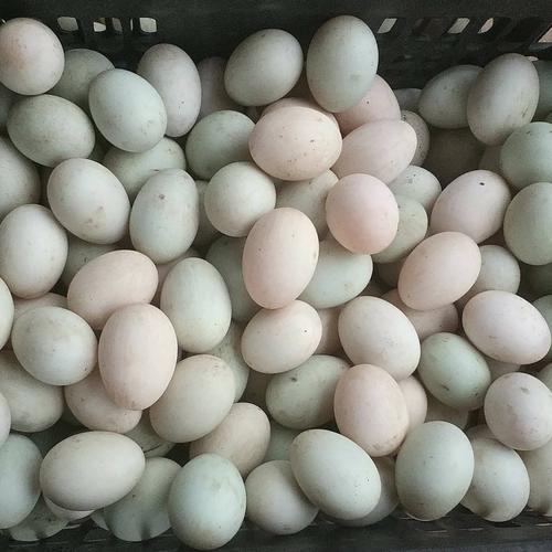 北方适合养哪些蛋鸭品种？-图2