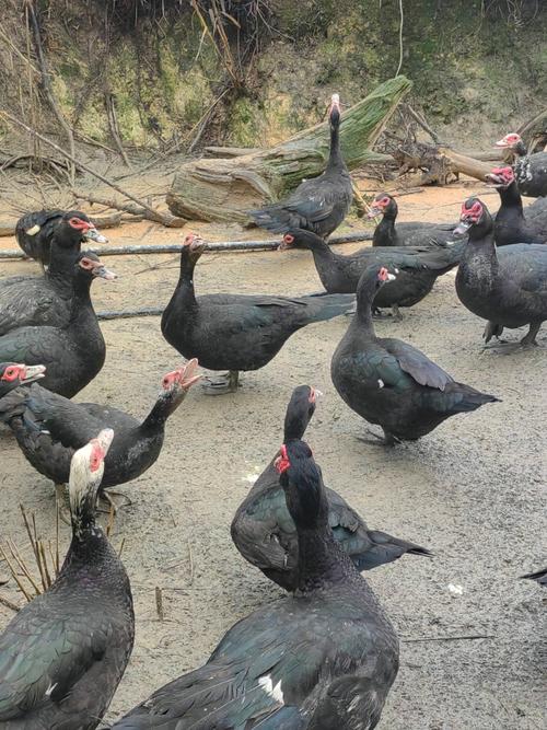 北方适合养哪些蛋鸭品种？-图3