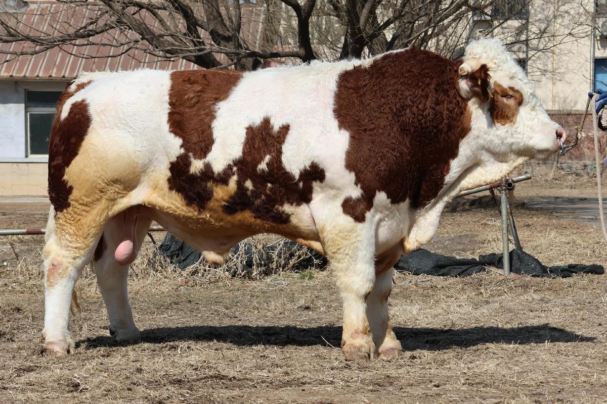 新手养品种牛，哪个品种更合适？-图1