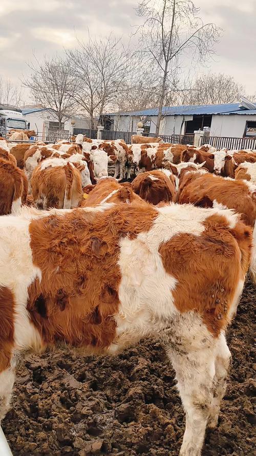 新手养品种牛，哪个品种更合适？-图3