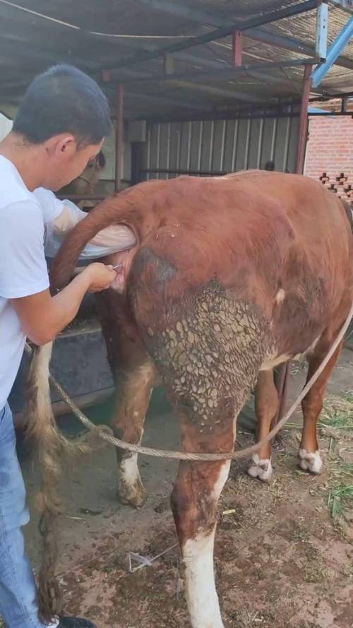 水牛人工授精技术视频-图1