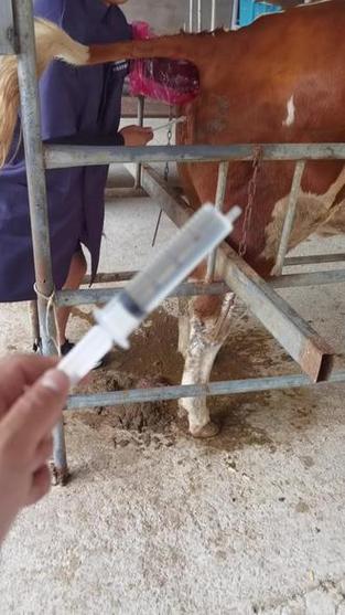 水牛人工授精技术视频-图2