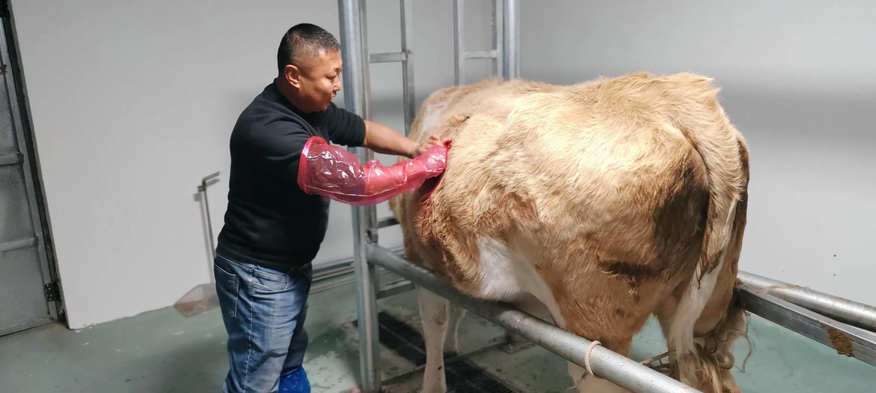 水牛人工授精技术视频-图3