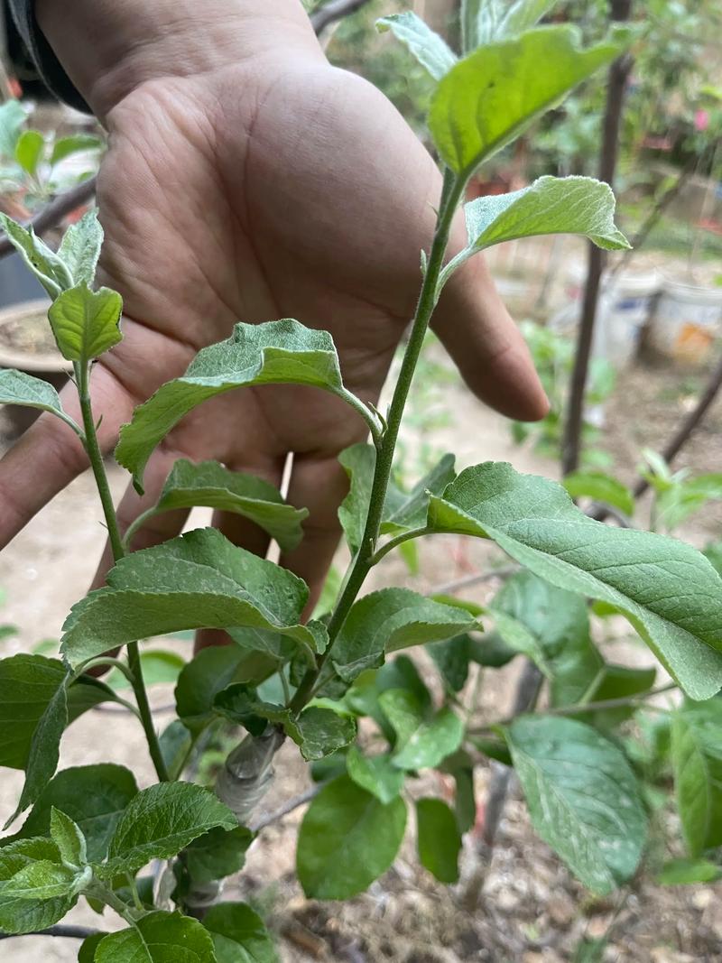 苹果树全年管理新技术有哪些要点？-图2