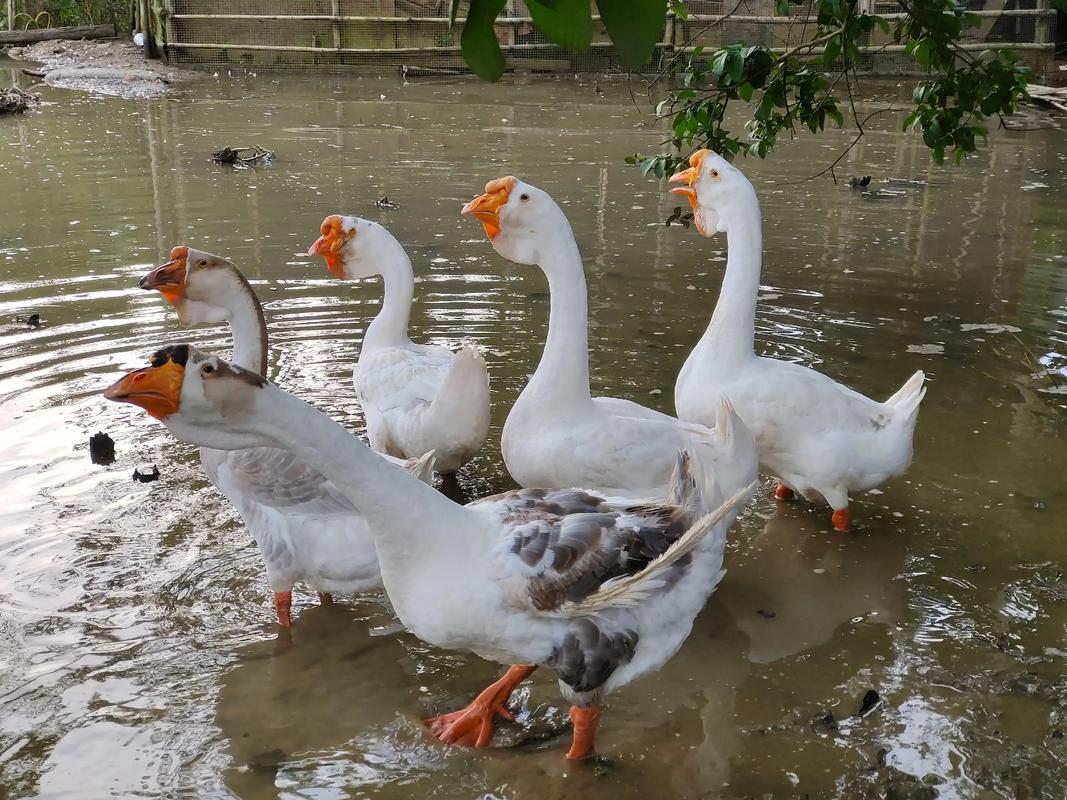 大型品种的鹅有哪些-图1