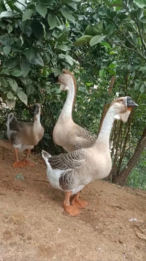 大型品种的鹅有哪些-图2