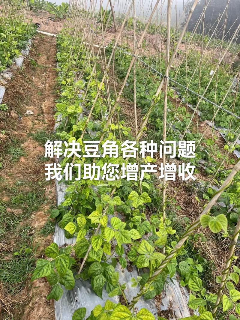 豆角栽培管理关键技术有哪些？-图1