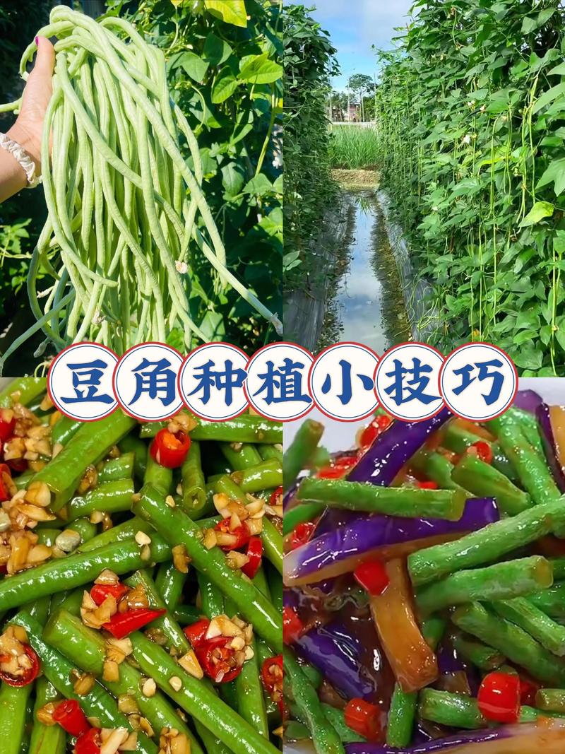 豆角栽培管理关键技术有哪些？-图3