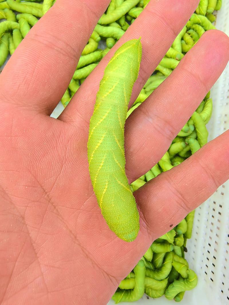 豆丹养殖技术视频教程，新手能学会吗？-图1