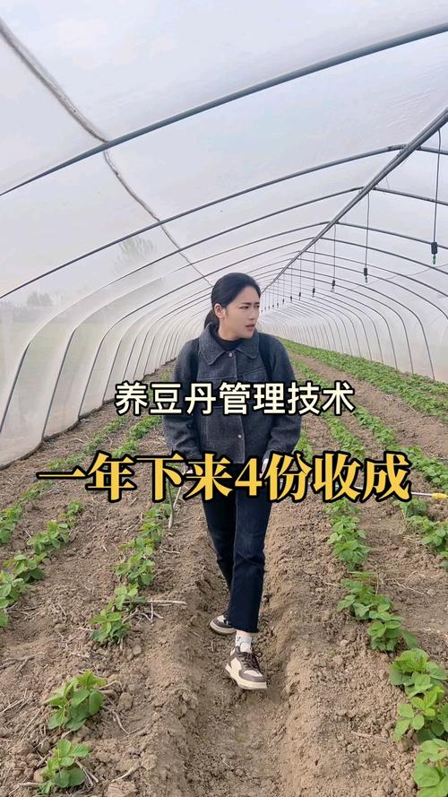 豆丹养殖技术视频教程，新手能学会吗？-图2