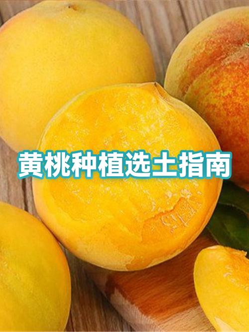 黄桃种植技术如何影响价格波动？-图1