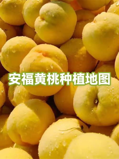 黄桃种植技术如何影响价格波动？-图2