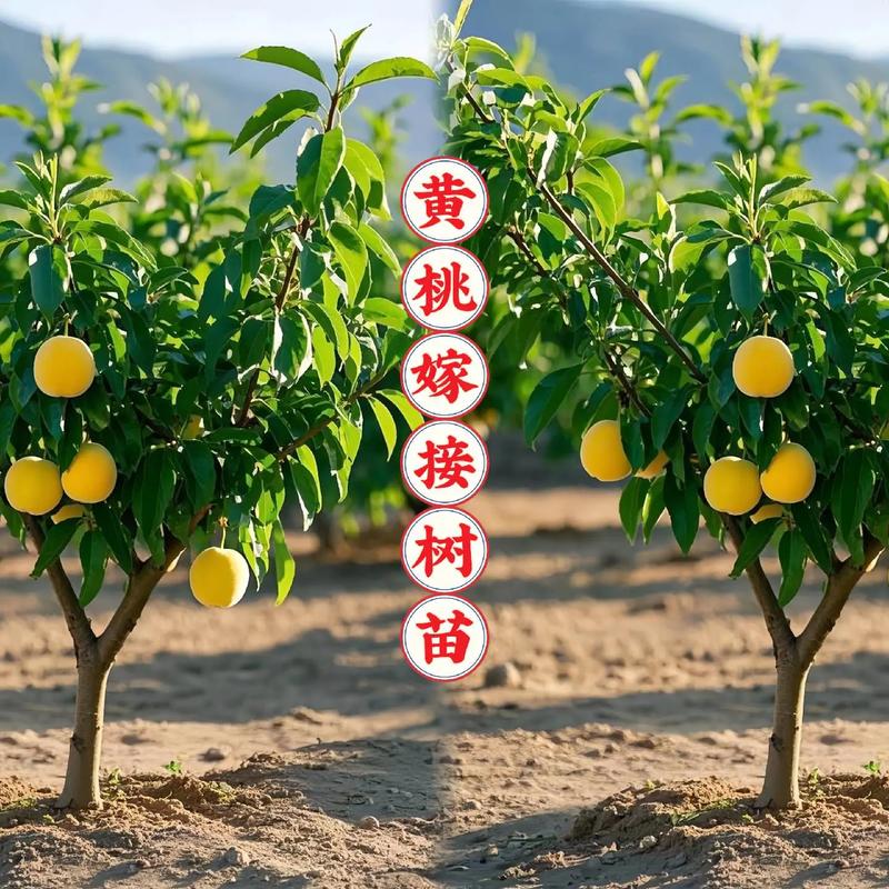 黄桃种植技术如何影响价格波动？-图3