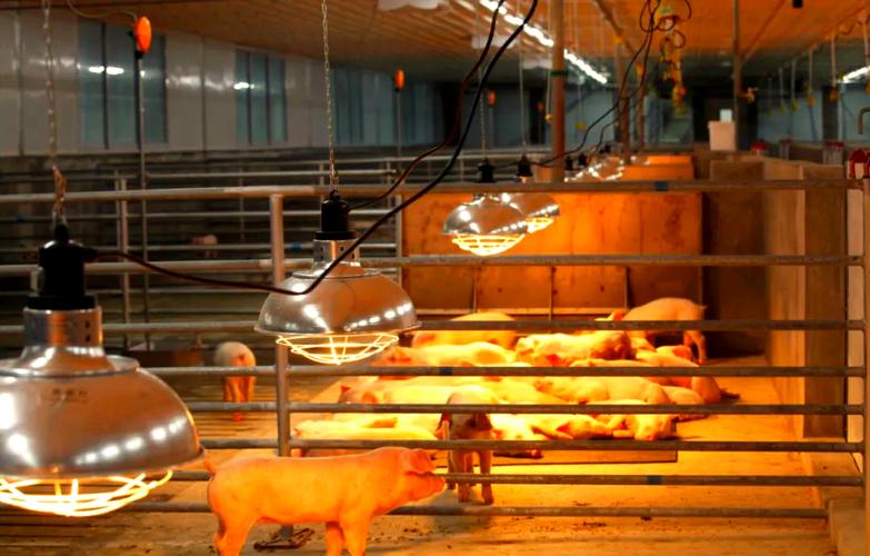 高科技养猪新技术视频有哪些亮点？-图2