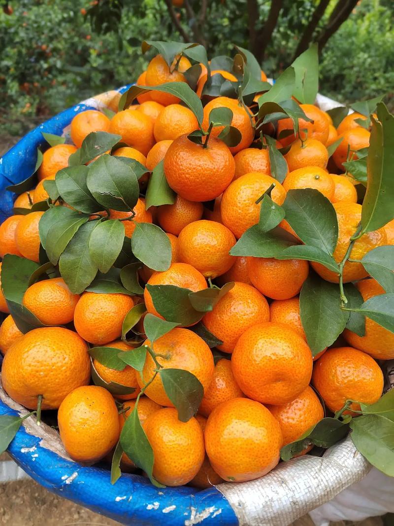 砂糖橘品种有哪些？-图2