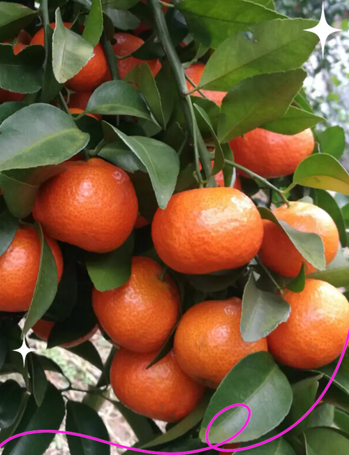 砂糖橘品种有哪些？-图1