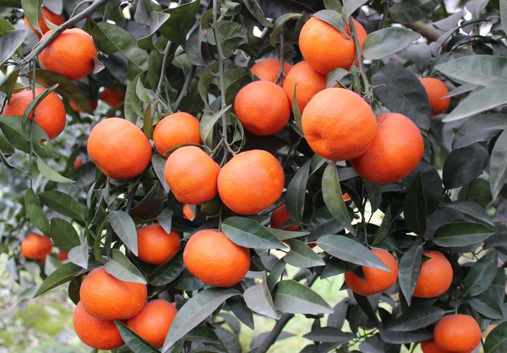 砂糖橘品种有哪些？-图3