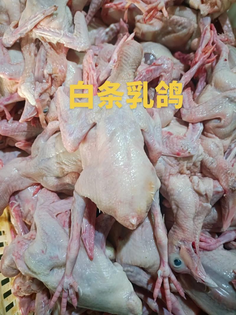 全国乳鸽最新价，各地差多少？-图1