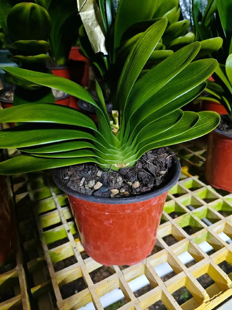 长春君子兰品种，哪种最值得养？-图1