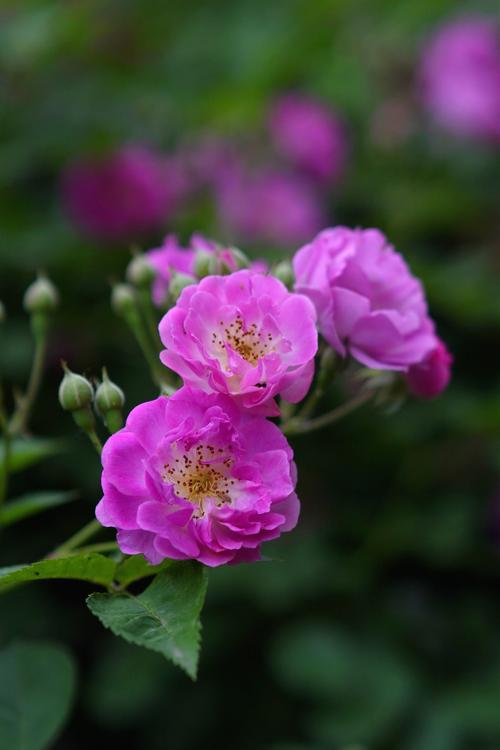 蔷薇花那些品种最好-图1