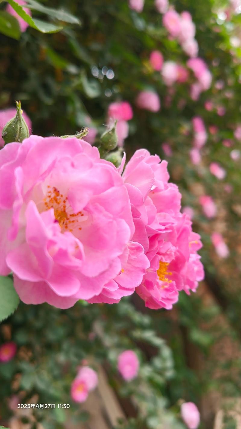 蔷薇花那些品种最好-图3