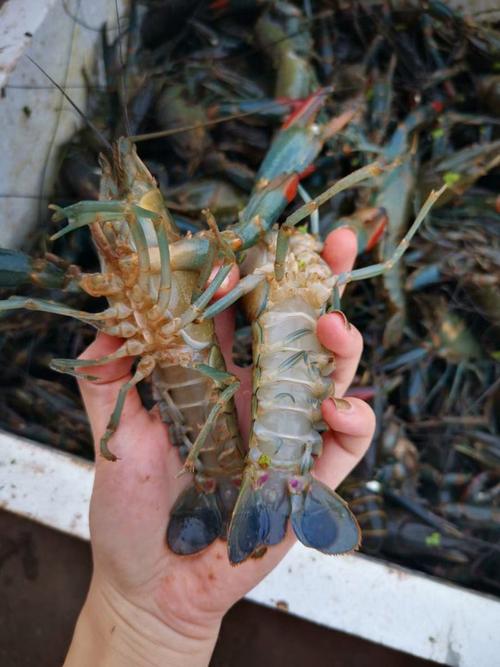淡水大龙虾有哪些常见养殖品种？-图2