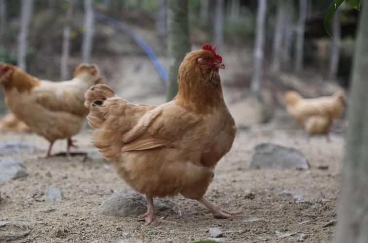 山东今日白羽肉鸡价格多少钱一斤？-图1