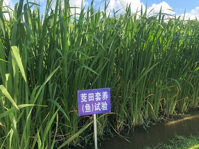 茭白套养泥鳅怎么操作？-图1