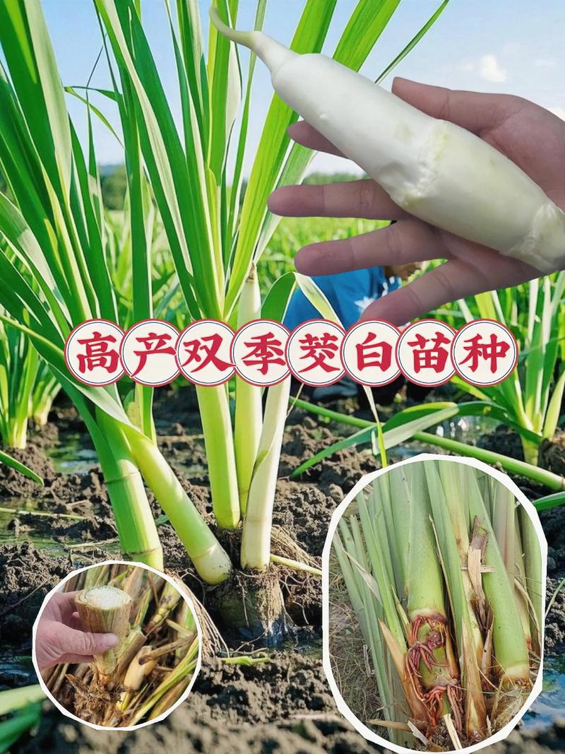 茭白套养泥鳅怎么操作？-图3