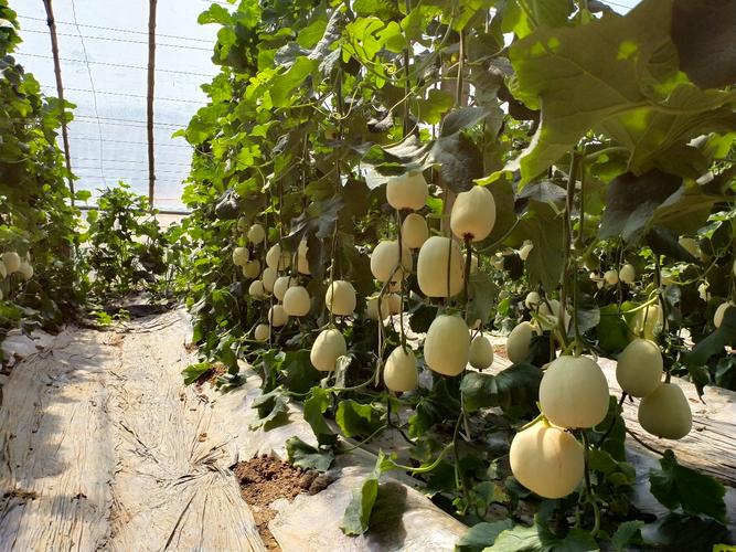 春季大棚甜瓜如何高产栽培？-图1