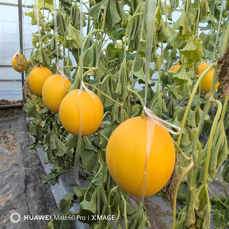 春季大棚甜瓜如何高产栽培？-图2