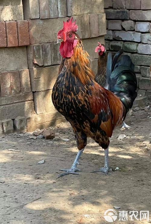 周口柴鸡价格最新行情如何？-图3