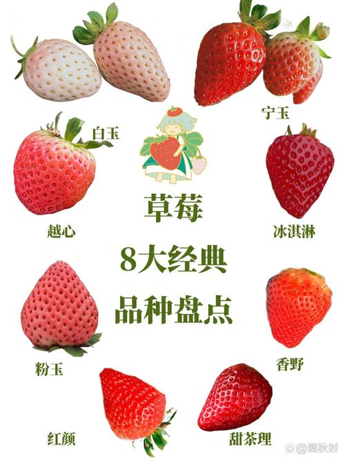 哪些草莓品种品质最优？-图1
