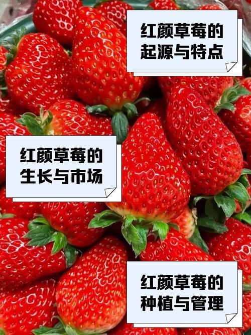 哪些草莓品种品质最优？-图2