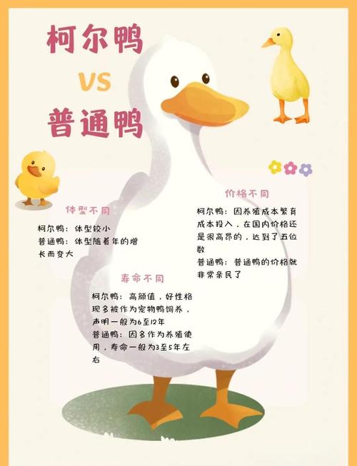 鸭子养殖成本与技术要点有哪些？-图1