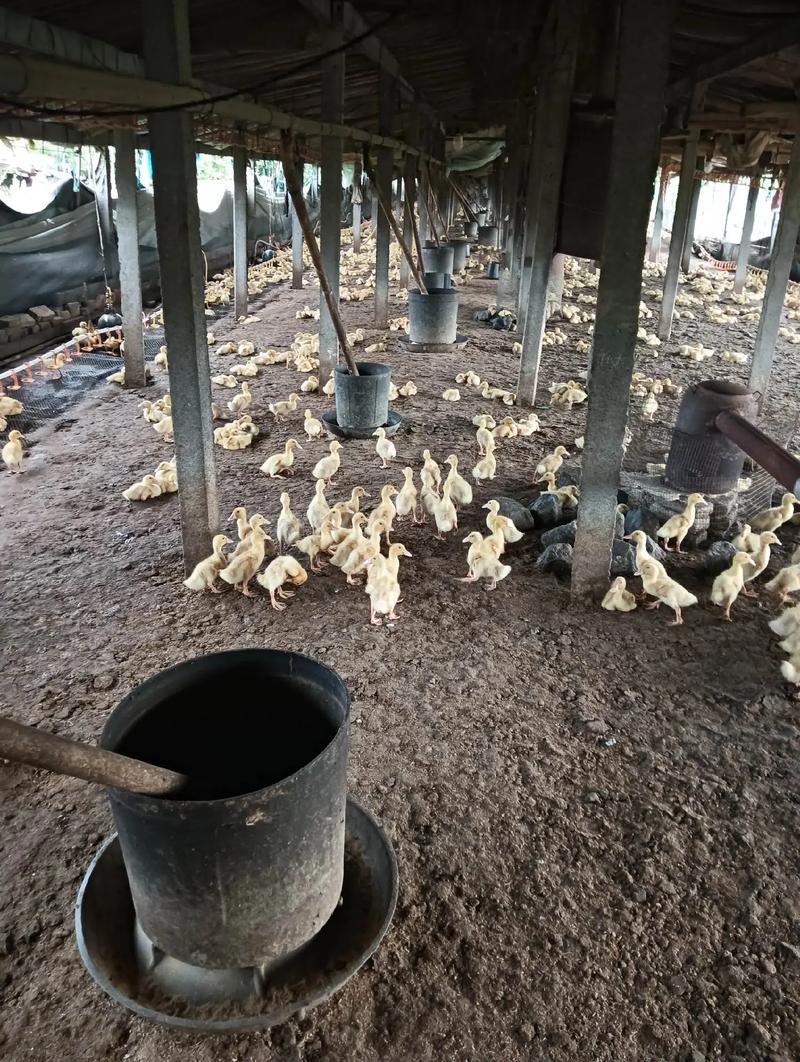 鸭子养殖成本与技术要点有哪些？-图3