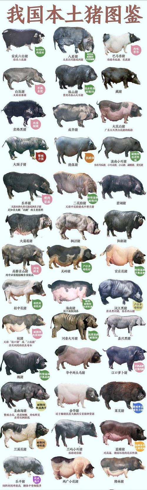 猪的品种及外貌特征-图2