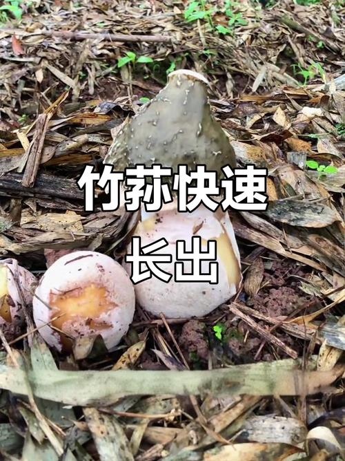 竹荪种植技术视频教程怎么学？-图2