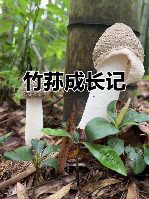 竹荪种植技术视频教程怎么学？-图3