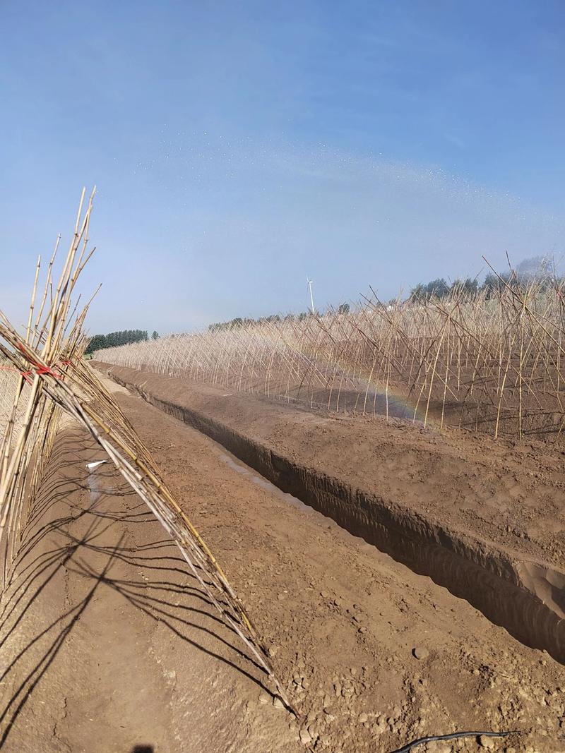 山药套管栽培技术视频，套管怎么用？-图1