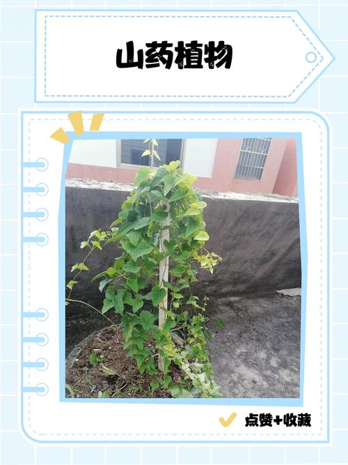 山药套管栽培技术视频，套管怎么用？-图2