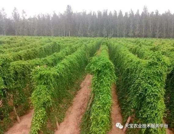 山药套管栽培技术视频，套管怎么用？-图3