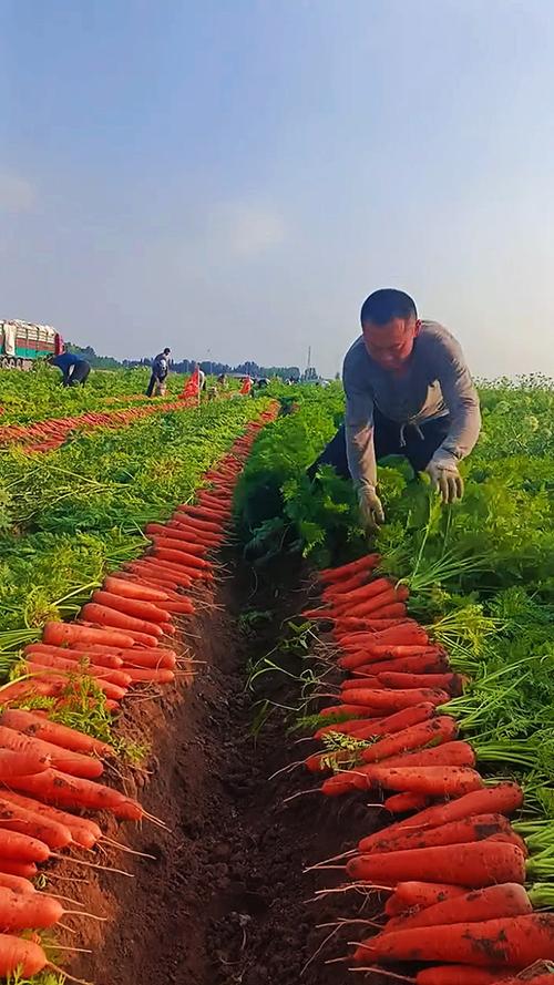 春胡萝卜种植技术视频，如何高效种植？-图1