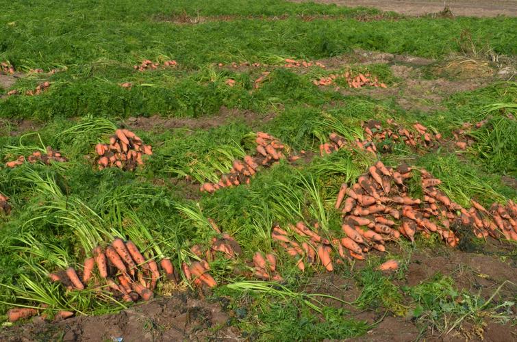 春胡萝卜种植技术视频，如何高效种植？-图3