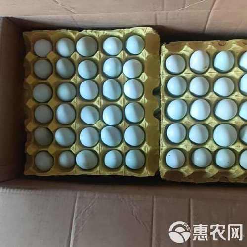 2025年绿壳鸡蛋价格会涨还是跌？-图2