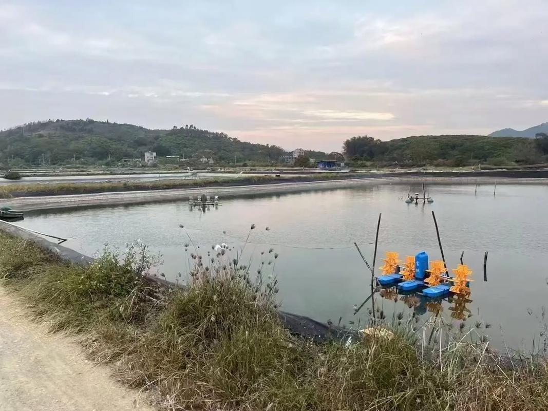 淡水虾繁育养殖技术有哪些关键要点？-图1